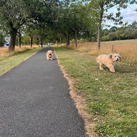 Apartamento Cherry Blossom Loft *